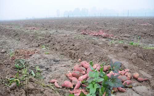 紅薯滯銷，汗水與淚水交織的秋收之痛