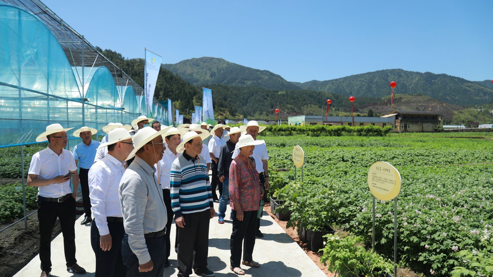 周寧土豆花盛放 薯類產業繪就富民新畫卷