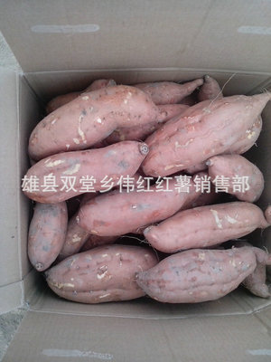 電烤紅薯新風尚 雄縣雙堂鄉偉紅紅薯銷售部長期專業供應