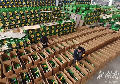 備戰雙十一，薯類產品銷售攻略